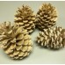 MARITIMA PINE CONES  4" Bleached on 4" pick